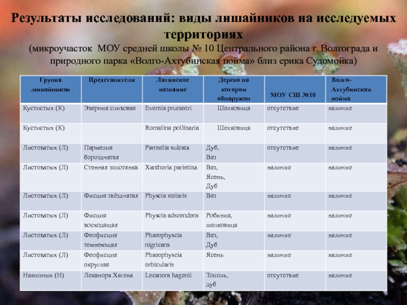 Презентация к исследовательской работе Оценка загрязнения воздуха методом лихеноиндикации Результаты исследований: виды лишайников на исследуемых территориях (микроучасток МОУ средней школы Результаты исследований: виды лишайников на исследуемых территориях (микроучасток МОУ средней школы № 10 Центрального района г. Волгограда