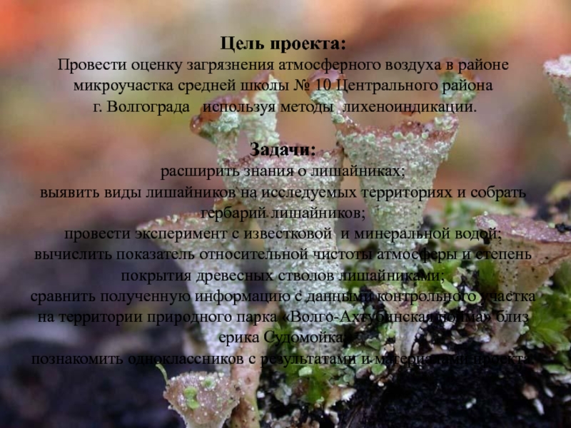 Презентация к исследовательской работе Оценка загрязнения воздуха методом лихеноиндикации Цель проекта: Провести оценку загрязнения атмосферного воздуха в районе микроучастка средней Цель проекта: Провести оценку загрязнения атмосферного воздуха в районе микроучастка средней школы № 10 Центрального района