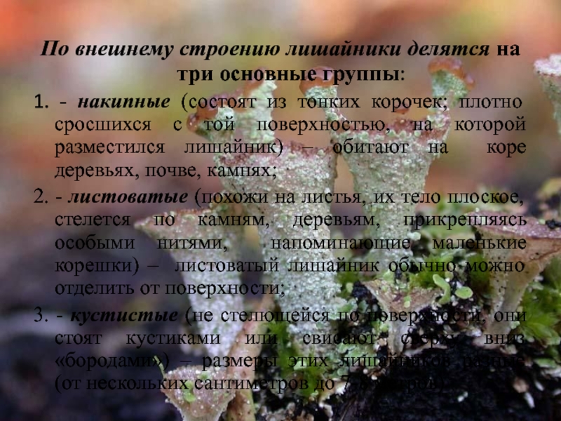 Презентация к исследовательской работе Оценка загрязнения воздуха методом лихеноиндикации По внешнему строению лишайники делятся на три основные группы:1. - накипные По внешнему строению лишайники делятся на три основные группы:1. - накипные (состоят из тонких корочек; плотно сросшихся