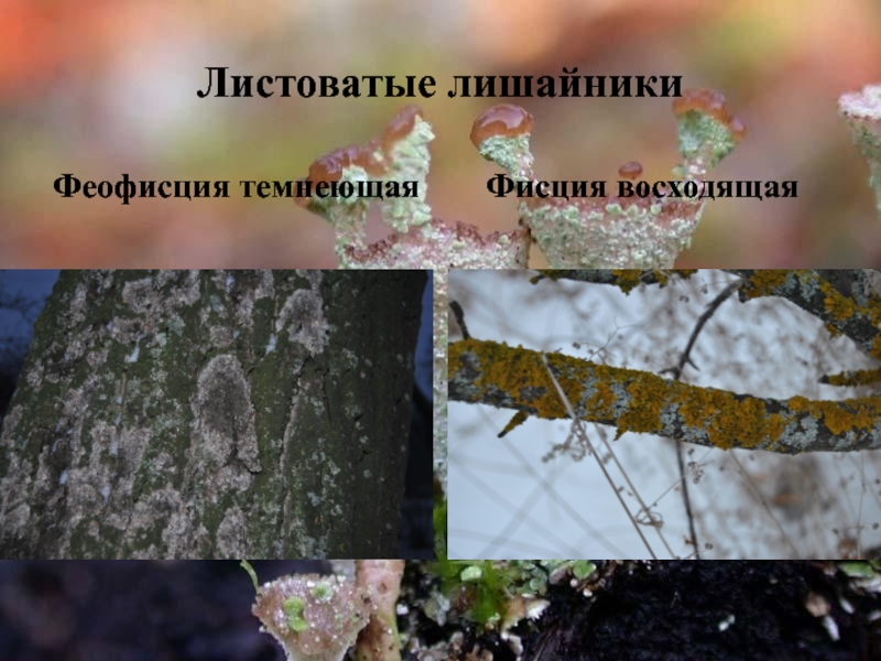 Презентация к исследовательской работе Оценка загрязнения воздуха методом лихеноиндикации Листоватые лишайникиФеофисция темнеющаяФисция восходящая Листоватые лишайникиФеофисция темнеющаяФисция восходящая