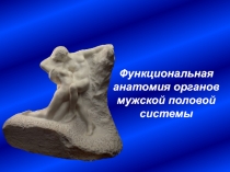 ПРЕЗЕНТАЦИЯ ПО АНАТОМИИ И ФИЗИОЛОГИИ ЧЕЛОВЕКА МУЖСКАЯ РЕПРОДУКТИВНАЯ СИСТЕМА
