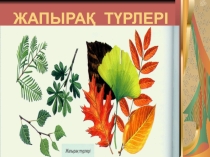 Презентация дүниетану пәнінен Жапырақ түрлері