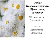 Отдел Покрытосеменные (Цветковые) растения
