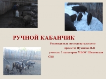 Презентация исследовательской работы  Ручной кабанчик