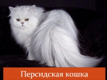 Презентация к уроку по окружающему миру в 1 классе Почему мы любим кошек и собак?