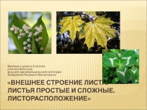 Презентация к уроку биологии Внешнее строение листа