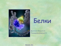 Белки