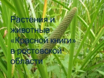 Презентация по экологии на тему Животные и растения КРАСНОЙ КНИГИ в Ростовской области