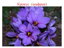 Урок окружающего мира  Цветники весной