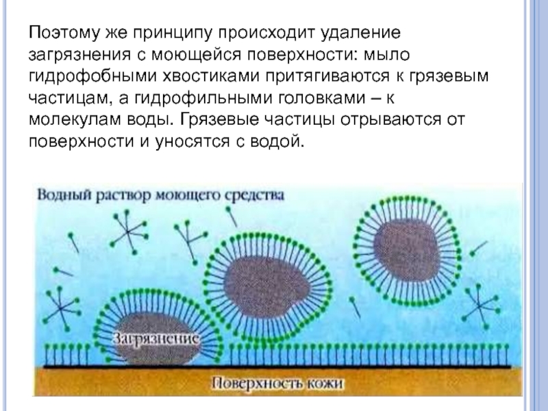 Презентация по химии Жидкое мыло своими руками Поэтому же принципу происходит удаление загрязнения с моющейся поверхности: мыло гидрофобными Поэтому же принципу происходит удаление загрязнения с моющейся поверхности: мыло гидрофобными хвостиками притягиваются к грязевым частицам, а