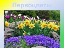 Презентация Первые весенние цветы