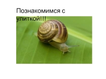 Презентация по биологии Улитка Ахатина