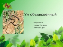 Уж обыкновенный