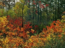 Презентвция по дошкольному образованию звук а