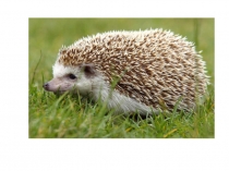 Презинтация к уроку русского языка для 2 класса по теме: