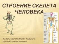 Строение скелета человека человека. Типы соединения костей. 8 класс Л.Н.Сухорукова