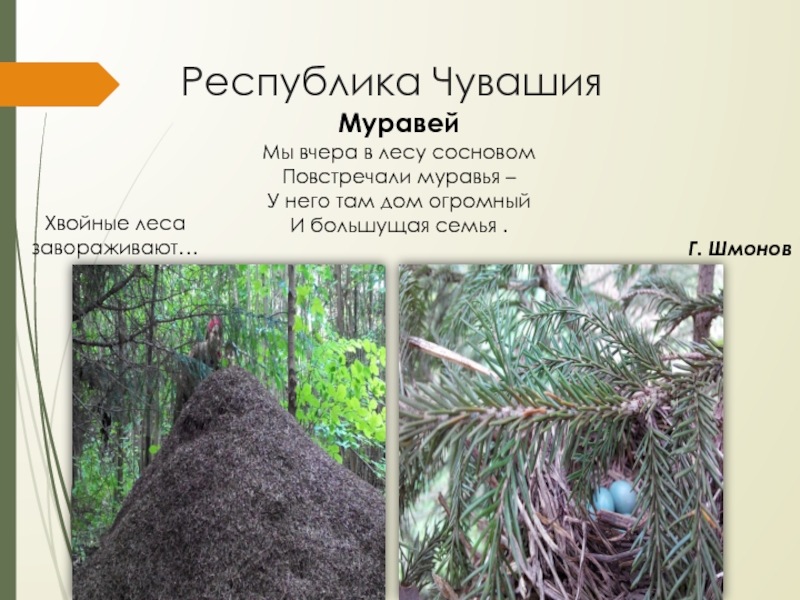 Презентация к проекту Красота природы России Республика ЧувашияХвойные леса завораживают…Муравей Мы вчера в лесу сосновом Повстречали муравья Республика ЧувашияХвойные леса завораживают…Муравей Мы вчера в лесу сосновом Повстречали муравья – У него там дом огромный
