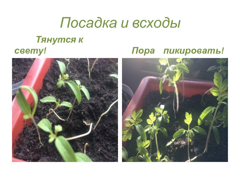 Презентация к современному учебному занятию по экологии Посадка и всходы Тянутся к свету! Пора пикировать! Посадка и всходы Тянутся к свету! Пора пикировать!