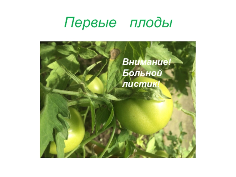 Презентация к современному учебному занятию по экологии Первые плодыВнимание! Больной листик! Первые плодыВнимание! Больной листик!