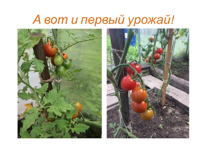 Презентация к современному учебному занятию по экологии А вот и первый урожай! А вот и первый урожай!