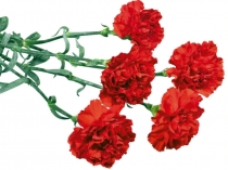 Презентация к уроку изобразительного искусства Гвоздика (поэтапное рисование цветка).