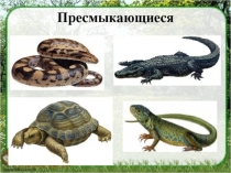 Презентация по биологии для 7 класса.Пресмыкающиеся.