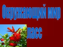 Презентация по окружающему миру на тему Что умеет компьютер (1 класс)