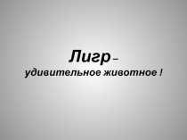 Презентация по теме Лигр-удивительное животное