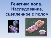 Презентация по биологии на тему Генетика пола (10 класс)