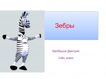 Зебра