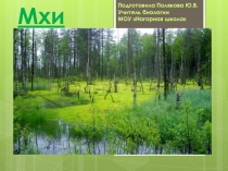 Презентация по биологии на тему Мхи (6 класс)
