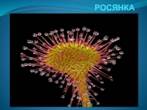 Презентация по биологии на тему Растения хищники