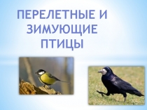 Презентация Зимующие и перелетные птицы для обучающихся с нарушением интеллекта