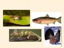 Презентация по теме Земноводные