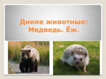 Презентация по развитию речи Дикие животные: медведь, ёж (3 класс)