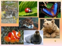 Презентация к уроку окружающий мир по теме Красная книга России УМК 21 век