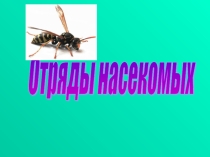 Презентация по биологии на тему Общая характеристика насекомых (7класс)