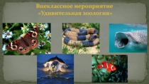 Внеклассное мероприятие Удивительная зоология (7 - е классы)