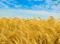 Хлеб — всей жизни голова