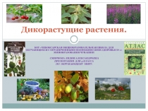 Презентация по окружающему миру на тему Дикорастущие растения (4 кл.)