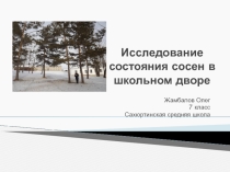 Презентация Исследование состояния сосен в школьном дворе