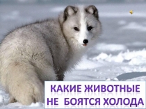 Презентация к уроку по окружающему миру 3 класс Как зимуют животные