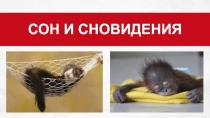 Презентация по биологии на тему Сон и сновидения