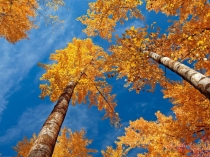 Презентация к празднику Золотая осень