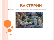 Презентация по окружающему миру Бактерии (3 класс)