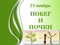 Презентация к уроку биологии в 6 классе Побег и почки
