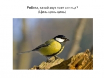 Презентация к открытому занятию на тему Цыплята