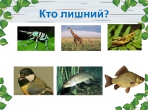 Презентация к уроку Млекопитающие -звери