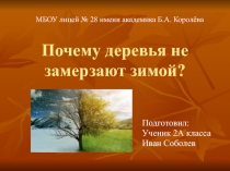 Презентация по окружающему миру Почему деревья не замерзают зимой