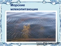 Презентация по окружающему миру на тему Морские млекопитающие Белого моря(2-3 класс)